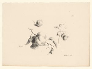 Aprikoser och jordgubbar Blommor och frukter (serietitel)