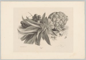 Ananas och vindruvor Flower and Fruit Studies (...) 10:e avsnittet (serietitel) av Anton Weiss