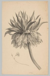 Blomma på stjälken Flower and Fruit Studies (...) 3:e avsnittet (serietitel) av Anton Weiss