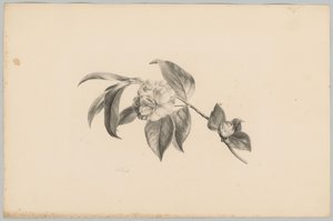 Blommor Flower and Fruit Studies (...) 3:e avsnittet (serietitel)