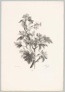 Blommor på grenen Flower and Fruit Studies (...) 10:e avsnittet (serietitel) av Anton Weiss