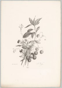 Blommor, jordgubbar och körsbär Flower and Fruit Studies (...) 10:e avsnittet (serietitel)