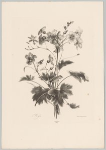 Blommor med taggar Flower and Fruit Studies (...) 10:e avsnittet (serietitel) av Anton Weiss