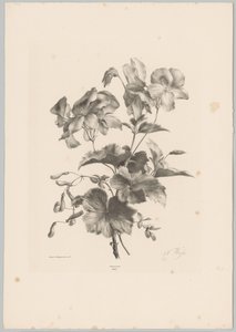 Olika blommor Flower and Fruit Studies (...) 10:e avsnittet (serietitel) av Anton Weiss
