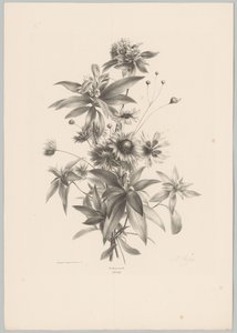 Olika blommor Flower and Fruit Studies (...) 10:e avsnittet (serietitel) av Anton Weiss