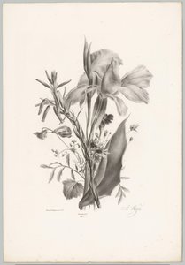 Olika blommor Flower and Fruit Studies (...) 10:e avsnittet (serietitel) av Anton Weiss