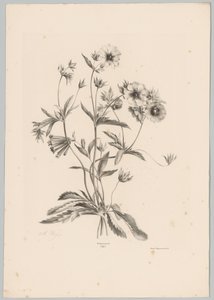 Olika blommor Flower and Fruit Studies (...) 10:e avsnittet (serietitel) av Anton Weiss