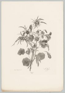 Olika blommor Flower and Fruit Studies (...) 10:e avsnittet (serietitel) av Anton Weiss