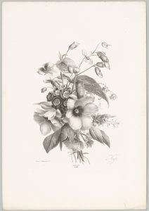 Olika blommor Flower and Fruit Studies (...) 10:e avsnittet (serietitel) av Anton Weiss