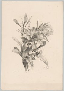 Olika blommor Flower and Fruit Studies (...) 10:e avsnittet (serietitel) av Anton Weiss