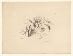 Olika blommor Blommor och frukter (serietitel)