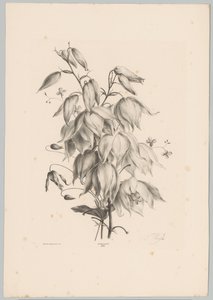 hängande blommor Flower and Fruit Studies (...) 10:e avsnittet (serietitel) av Anton Weiss