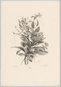 Hortensior och andra blommor Flower and Fruit Studies (...) 10:e avsnittet (serietitel) av Anton Weiss