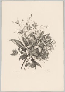 liljor Flower and Fruit Studies (...) 10:e avsnittet (serietitel)