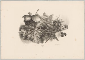 Passionsblommor och blad Flower and Fruit Studies (...) 10:e avsnittet (serietitel) av Anton Weiss