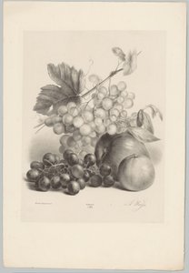 Röda och vita druvor och äpplen Flower and Fruit Studies (...) 10:e avsnittet (serietitel)