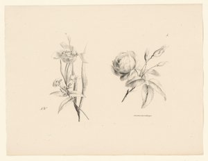 Ros och annan blomma Blommor och frukter (serietitel) av Anton Weiss