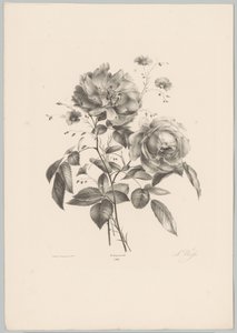 Ros och nejlika blomma Flower and Fruit Studies (...) 10:e avsnittet (serietitel) av Anton Weiss