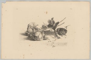 Rosor Flower and Fruit Studies (...) 3:e avsnittet (serietitel) av Anton Weiss