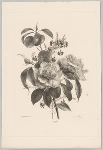 Rosor och andra blommor Flower and Fruit Studies (...) 10:e avsnittet (serietitel) av Anton Weiss