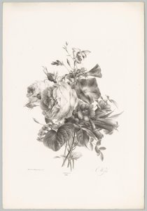 Rosor och kalkformade blommor Flower and Fruit Studies (...) 10:e avsnittet (serietitel) av Anton Weiss