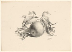 Orange Frukter (serietitel) av Anton Weiss