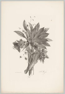 Stjärn- och klockformade blommor Flower and Fruit Studies (...) 10:e avsnittet (serietitel) av Anton Weiss