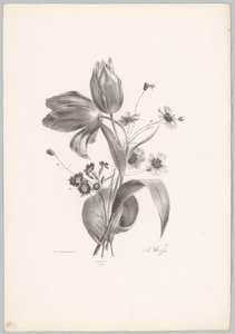 Tulpaner och tusenskönor Flower and Fruit Studies (...) 10:e avsnittet (serietitel) av Anton Weiss