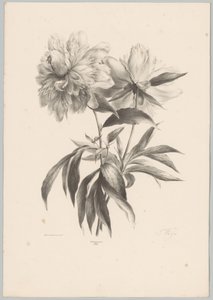 två blommor Flower and Fruit Studies (...) 10:e avsnittet (serietitel) av Anton Weiss