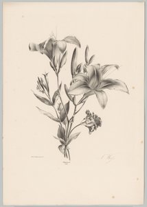 två liljor Flower and Fruit Studies (...) 10:e avsnittet (serietitel) av Anton Weiss