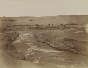 Forsar vid Nilen grå starr, Egypten