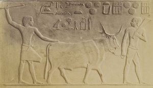 Helig tjur i Saqqara av Antonio Beato