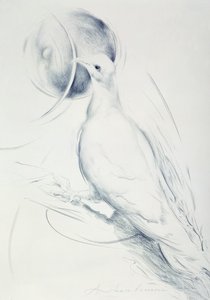 Colomba (kol på papper) av Antonio Ciccone
