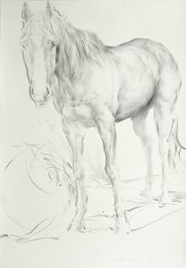 Horse at Coolmore, 1990 (kol på papper) av Antonio Ciccone