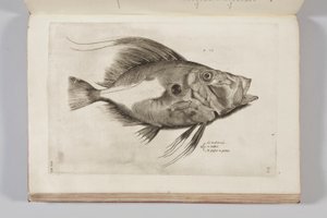 Illustration från "Aquatilium animantium historia, liber primus" av Ippolito Salviani, 1554
