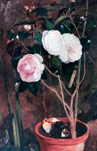 Camelias, 1800-talet