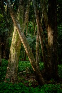 Afernoon, Tijuca Forest, Brasilien, 2022 (foto)
