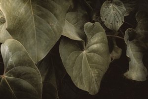 Anthurium Andraeanum, XVI e, Petrópolis, Rio de Janeiro, Brasilien, 2025 (fotografi)