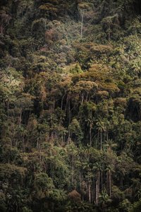 Mantiqueira XXXV, 2015 (digitalt fotografi) av Antonio Schubert