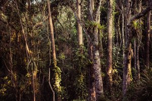 Rain Forest IV, 2021 (foto)