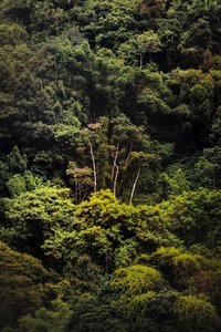 Regnskog IX, 2018 (digitalt foto) av Antonio Schubert