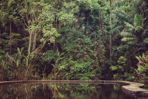 Rain Forest VI, 2021 (digitalt fotografi)