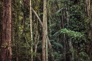 Rain Forest V, 2021 (digitalt fotografi)