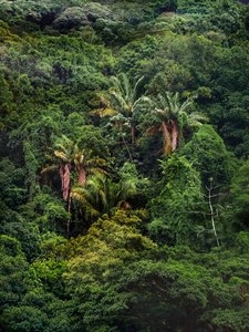 Tijuca Forest XXXII, 2018 (digital fotografi)