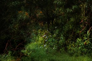 Trails, 2015 (digitalt foto)