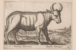 afrikansk buffel Bubalus Africanus/ Bufalo Africano (titel på objektet) Djur och mytiska varelser (serietitel) Nova raccolta de li animali piu curiosi del mondo (serietitel) av Antonio Tempesta