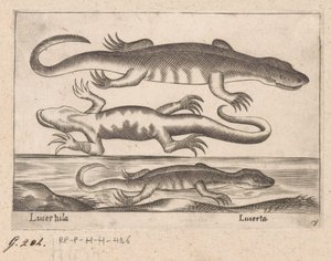 Tre drakar Lizard/ Lizard (titel på objekt) Dieren en fablewezens (serietitel) Ny samling av världens mest nyfikna djur (serietitel) av Antonio Tempesta