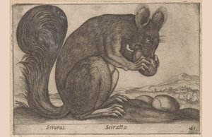 Ekhorn Sciurus/ Sciratto (titel på objekt) Dieren en fabelwezens (serietitel) Nytt nyfiket litet djur i världen (serietitel) av Antonio Tempesta
