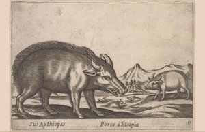 Etiopiska verk His Apthiopes/ Ethiopian Pig (titel på objekt) Dieren en fabelwezens (serietitel) Nytt nyfiket litet djur i världen (serietitel) av Antonio Tempesta
