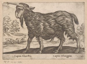 Get med ett horn Capra Silvestris/ Capra Selvaggia (titel på objekt) Dieren en fablewezens (serietitel) Ny samling av världens mest nyfikna djur (serietitel) av Antonio Tempesta